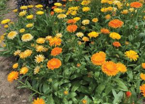 Calendula, Fiesta Gitana Superior