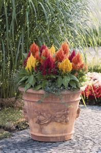 Celosia, Fresh Look Mix