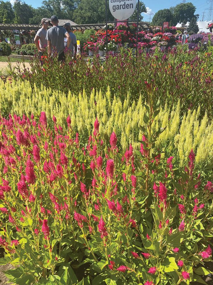 Celosia, Sunday Green