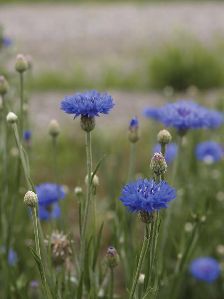 Centaurea, Blue Boy