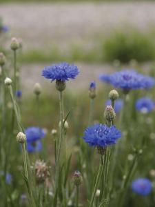 Centaurea, Blue Boy