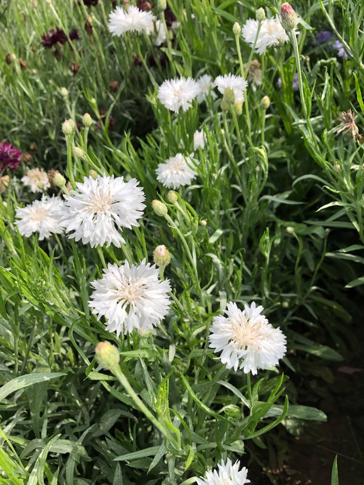 Centaurea, SnowMan