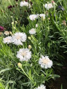 Centaurea, SnowMan