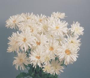 Chrysanthemum, Crazy Daisy