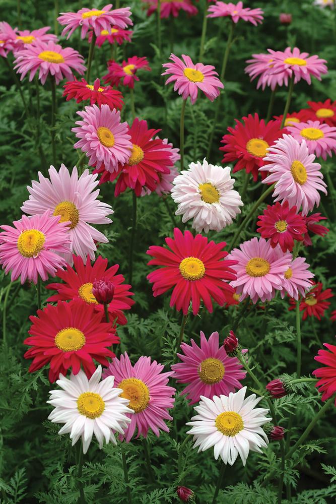 Chrysanthemum, Robinson's Giant Mix Hybrid