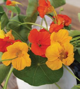 Climbers, Glorious Gleams Mixture