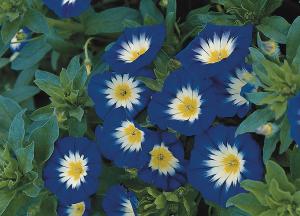 Convolvulus, Royal Ensign