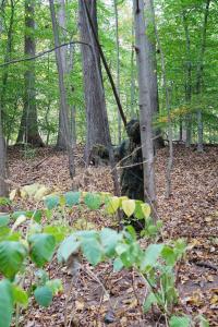 Ghillie Suit Woodland Camo Hunting Camouflage Premium Hunting Camo