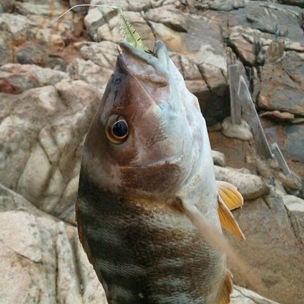 Fishy Smell Soft Prawn Shrimp Fishing Lure Bass Fishing