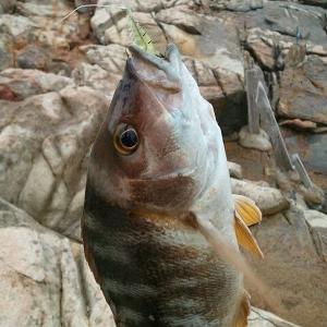 Fishy Smell Soft Prawn Shrimp Fishing Lure Bass Fishing