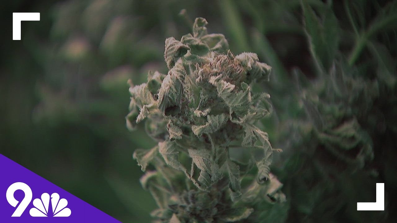 cannabis smoking