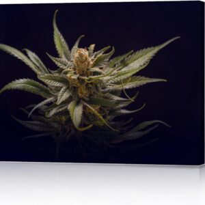 cannabis art