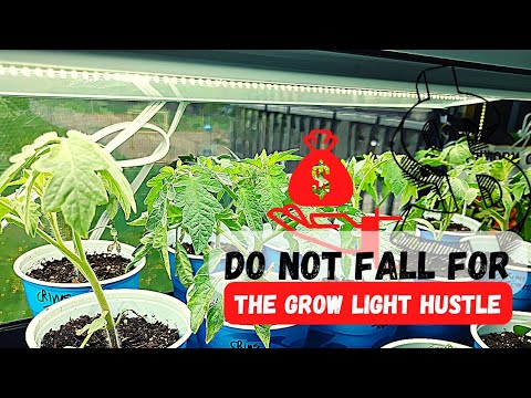 cannabis growing lights