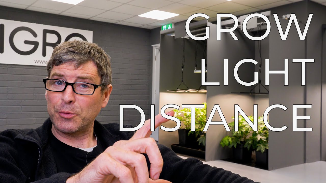 cannabis growing lights
