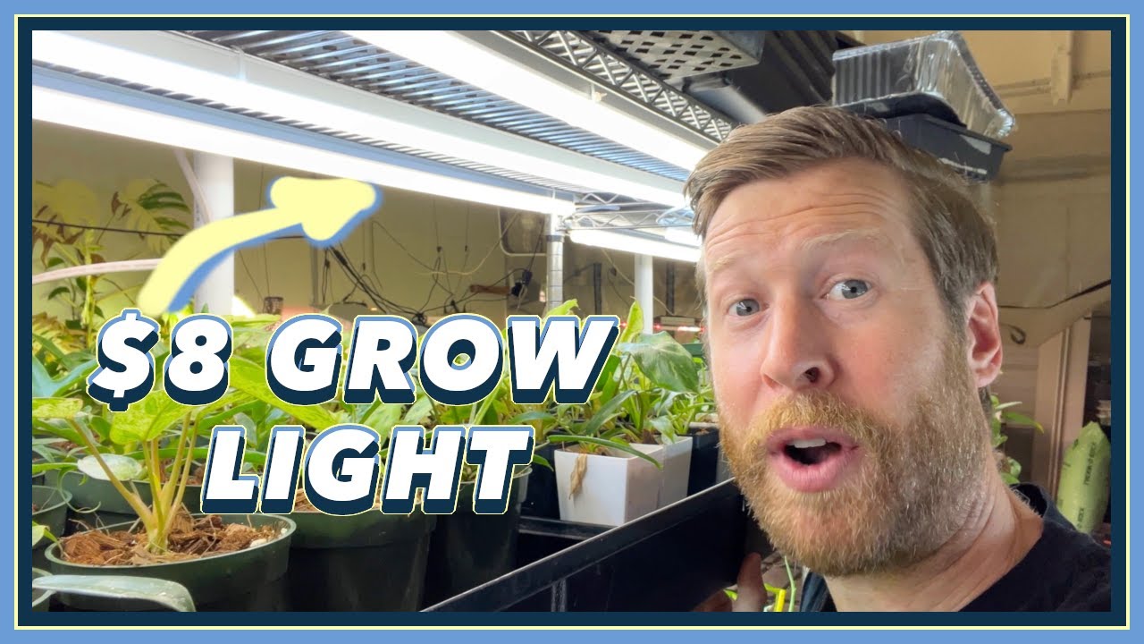cannabis growing lights