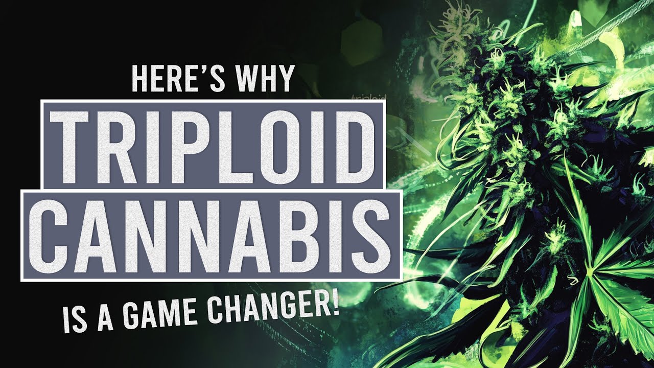 cannabis seeds