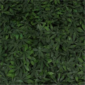 cannabis art
