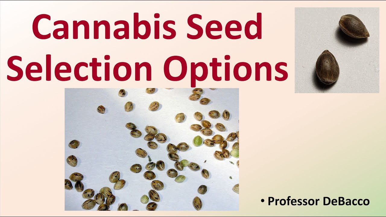 cannabis seeds