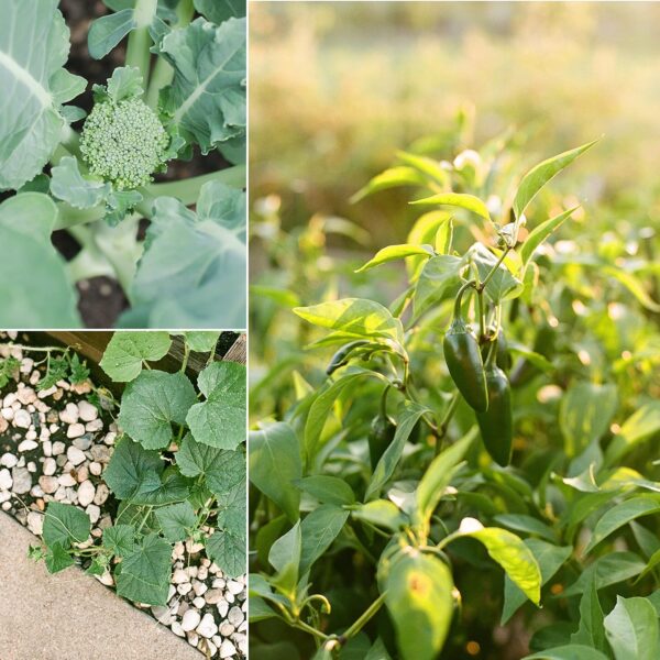 Sereniseed Certified Organic Vegetable Seeds (10-Pack) – Non GMO, Open Pollinated - Basil, Snap Pea, Broccoli, Bean, Jalapeno, Tomato, Lettuce, Cucumber, Carrot, Zucchini Seeds for Planting - Image 4