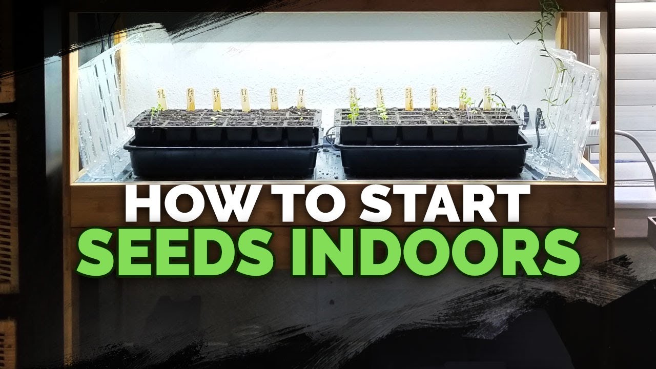 cannabis growing lights