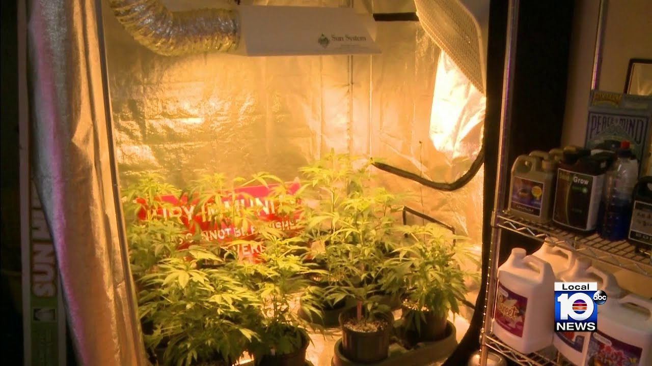 cannabis