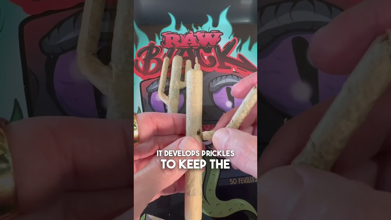 joint rolling papers