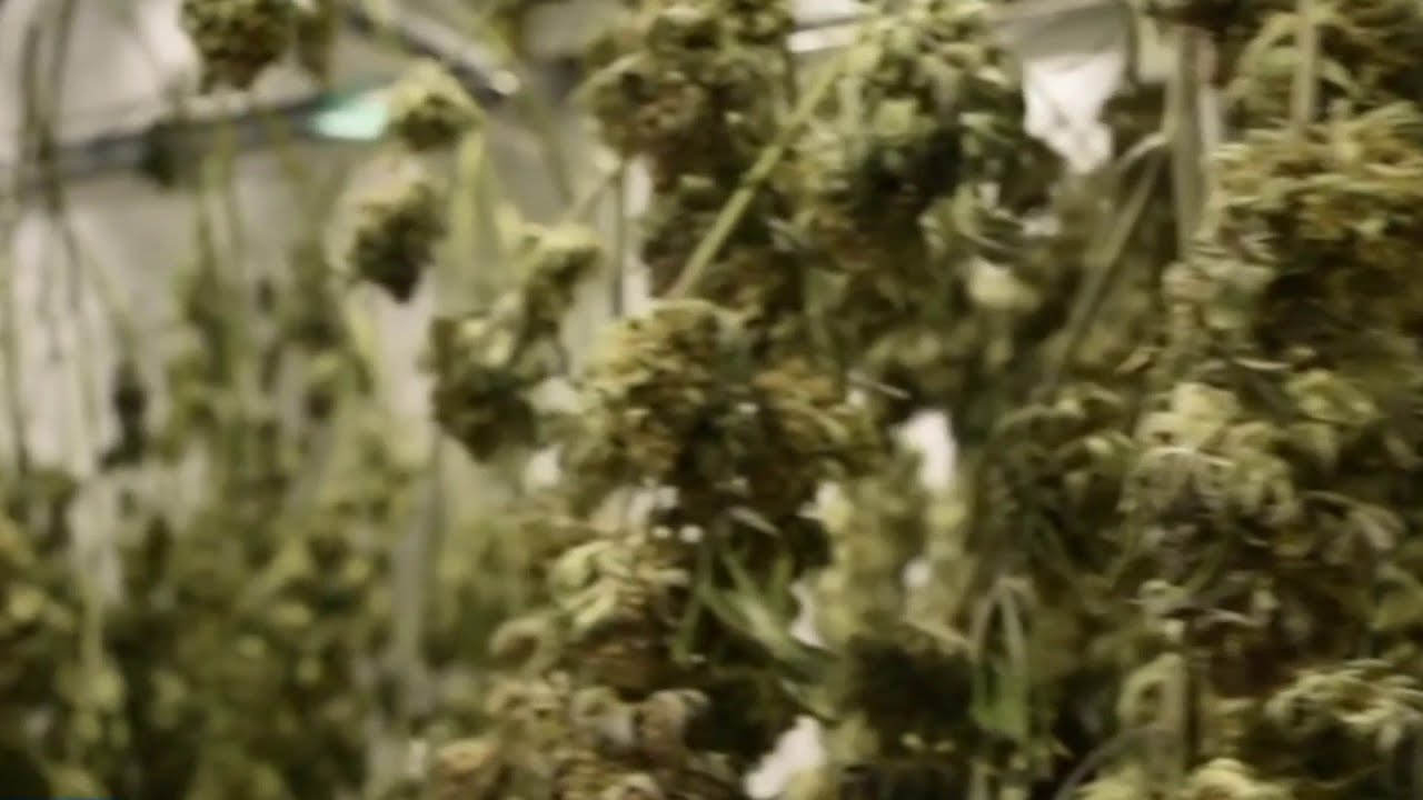 cannabis