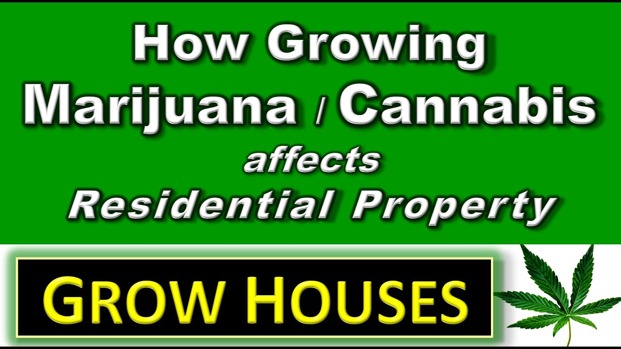 cannabis growing book