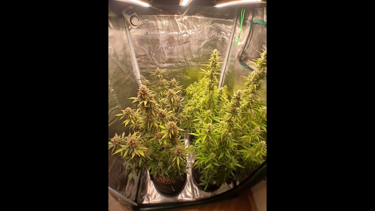 cannabis growing lights