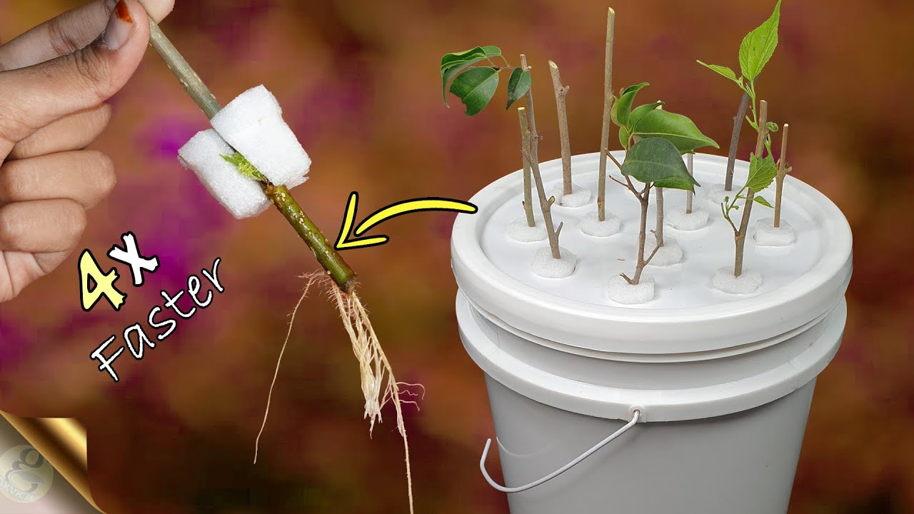 cannabis accessories growing