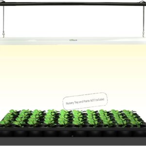 cannabis growing lights