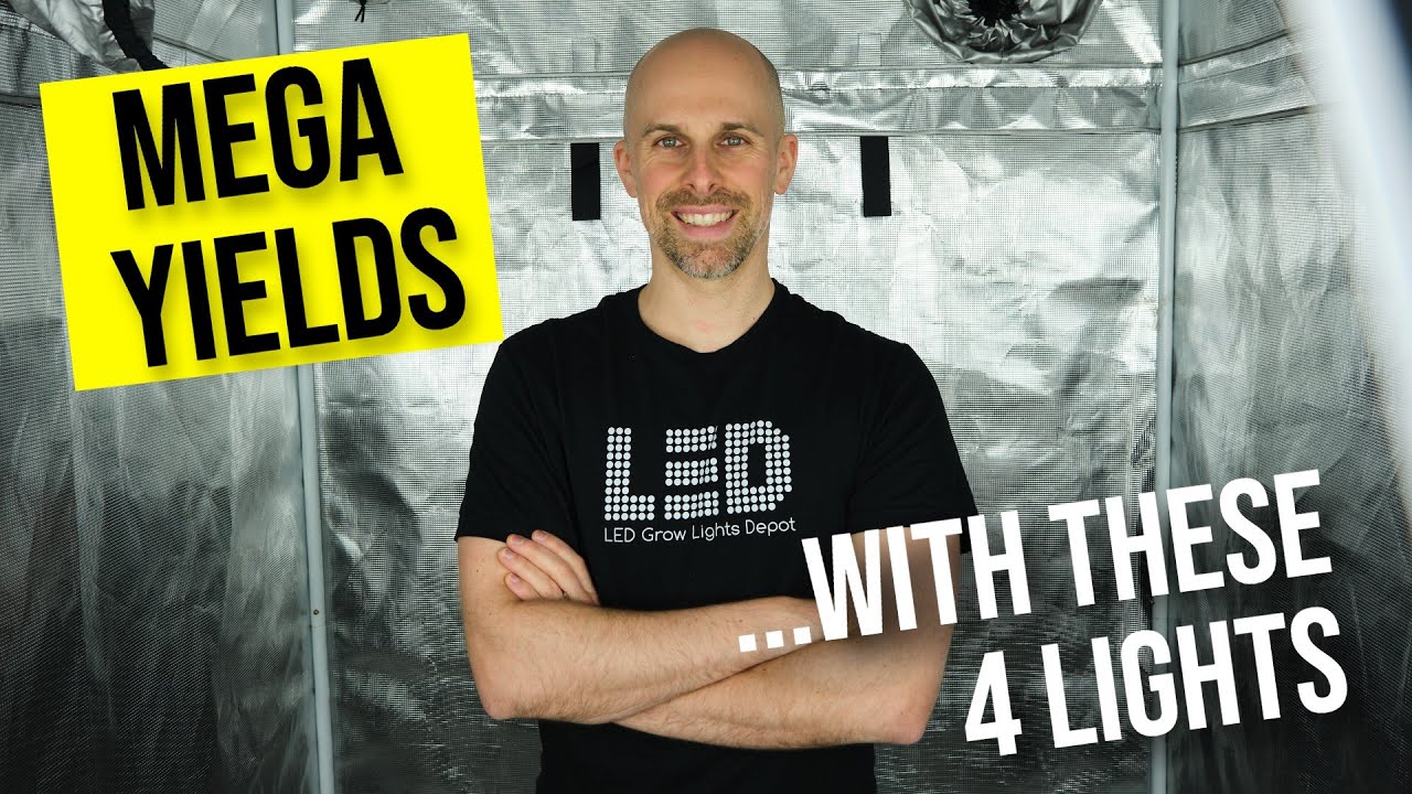 cannabis growing lights