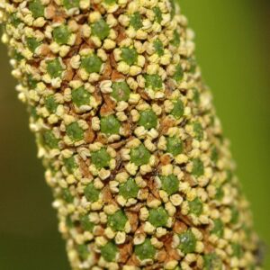 cannabis seeds