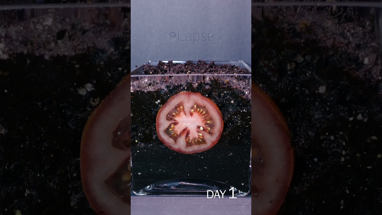 cannabis growing book