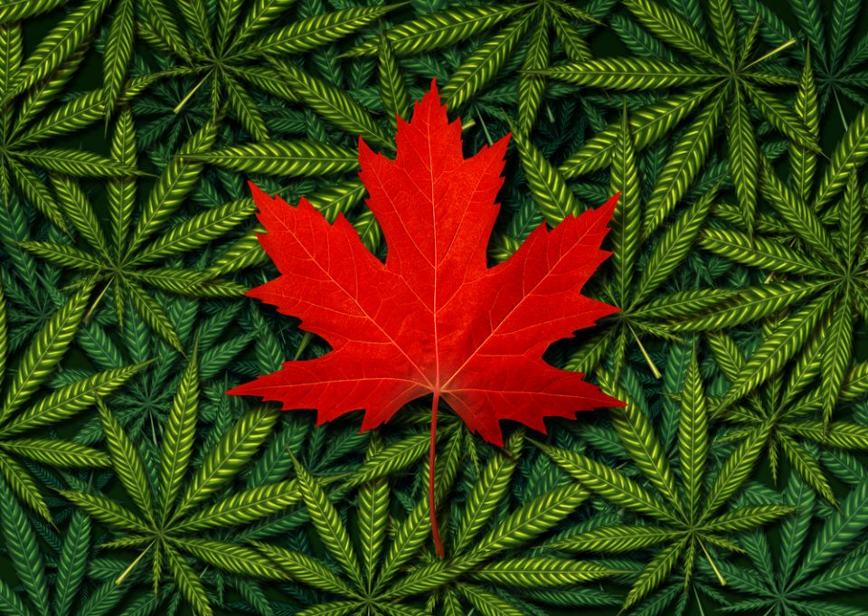 Report: Canadian cannabis market growth slows to 4% in first quarter