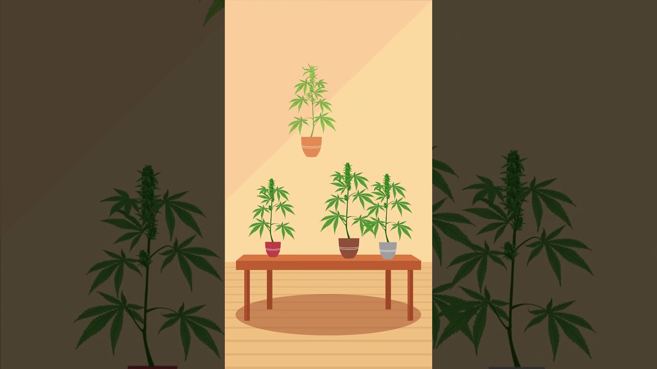 cannabis seeds