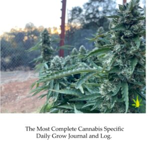 cannabis growing book
