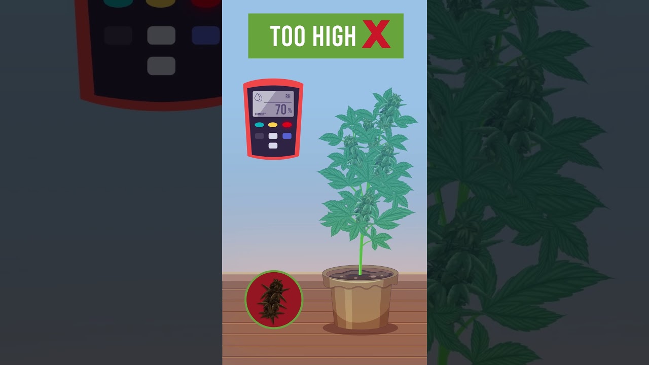 cannabis growing supplies and accessories
