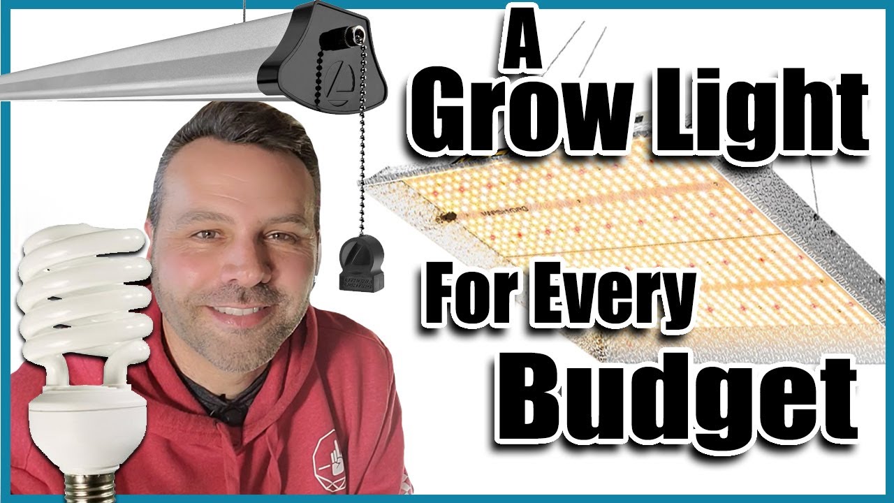 cannabis growing lights