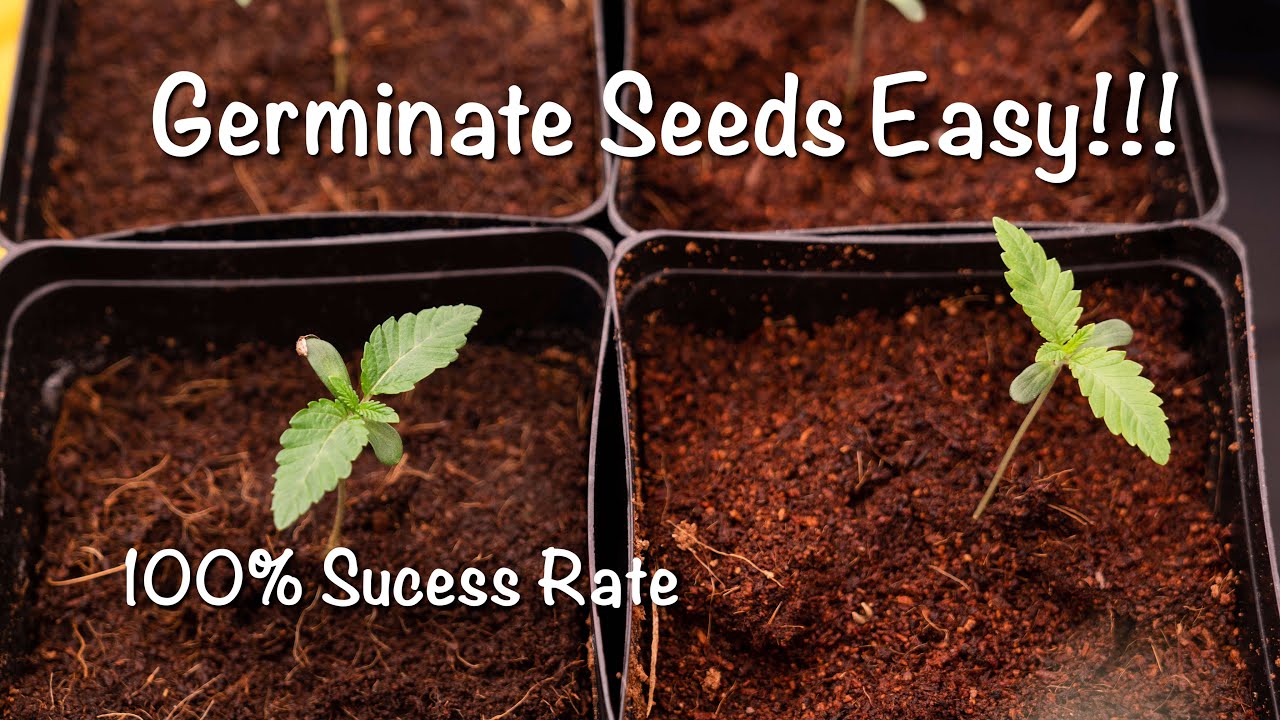 cannabis seeds