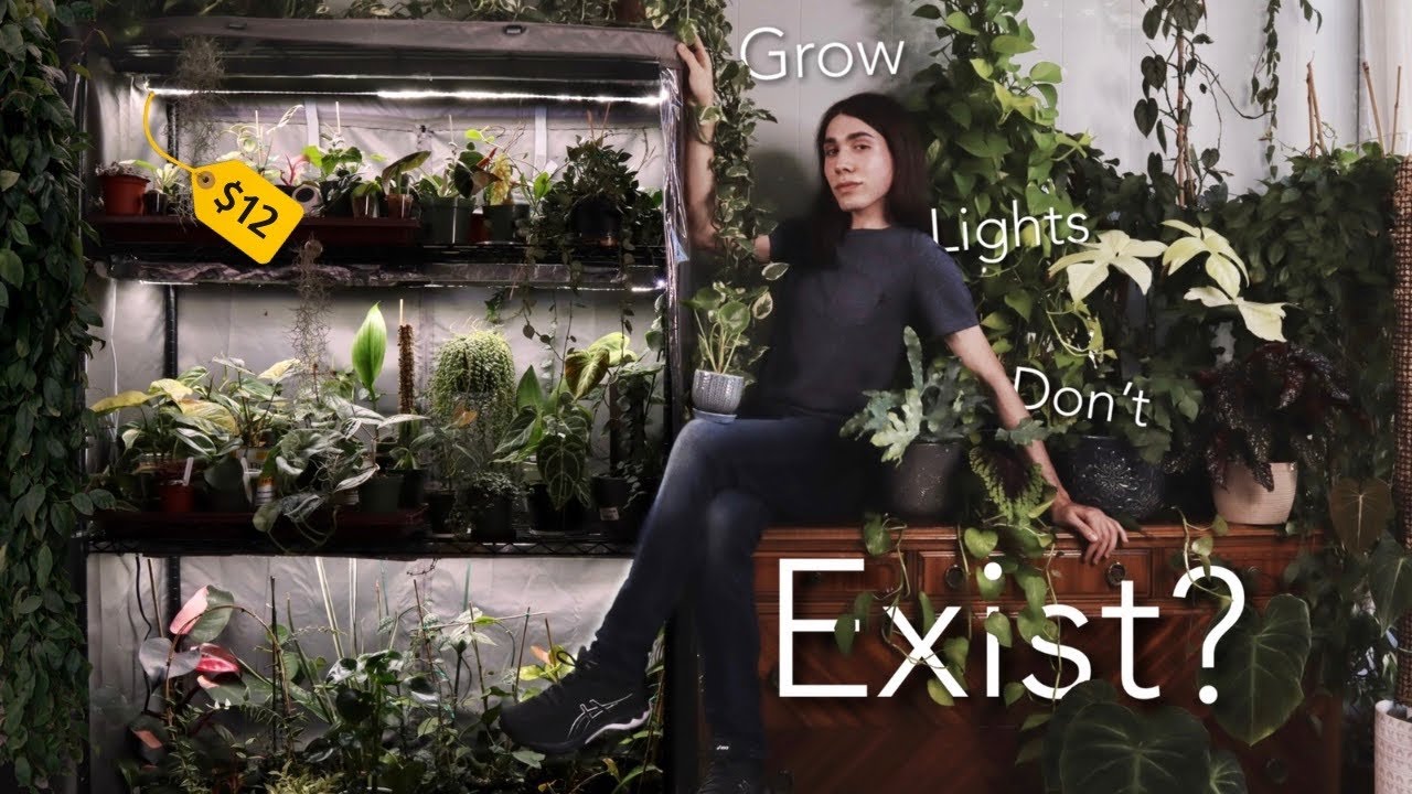 cannabis growing lights