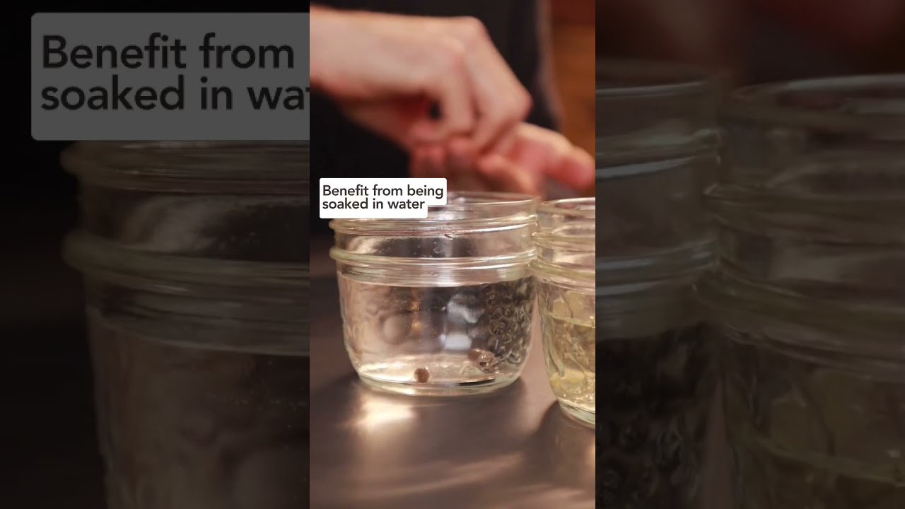 cannabis seeds