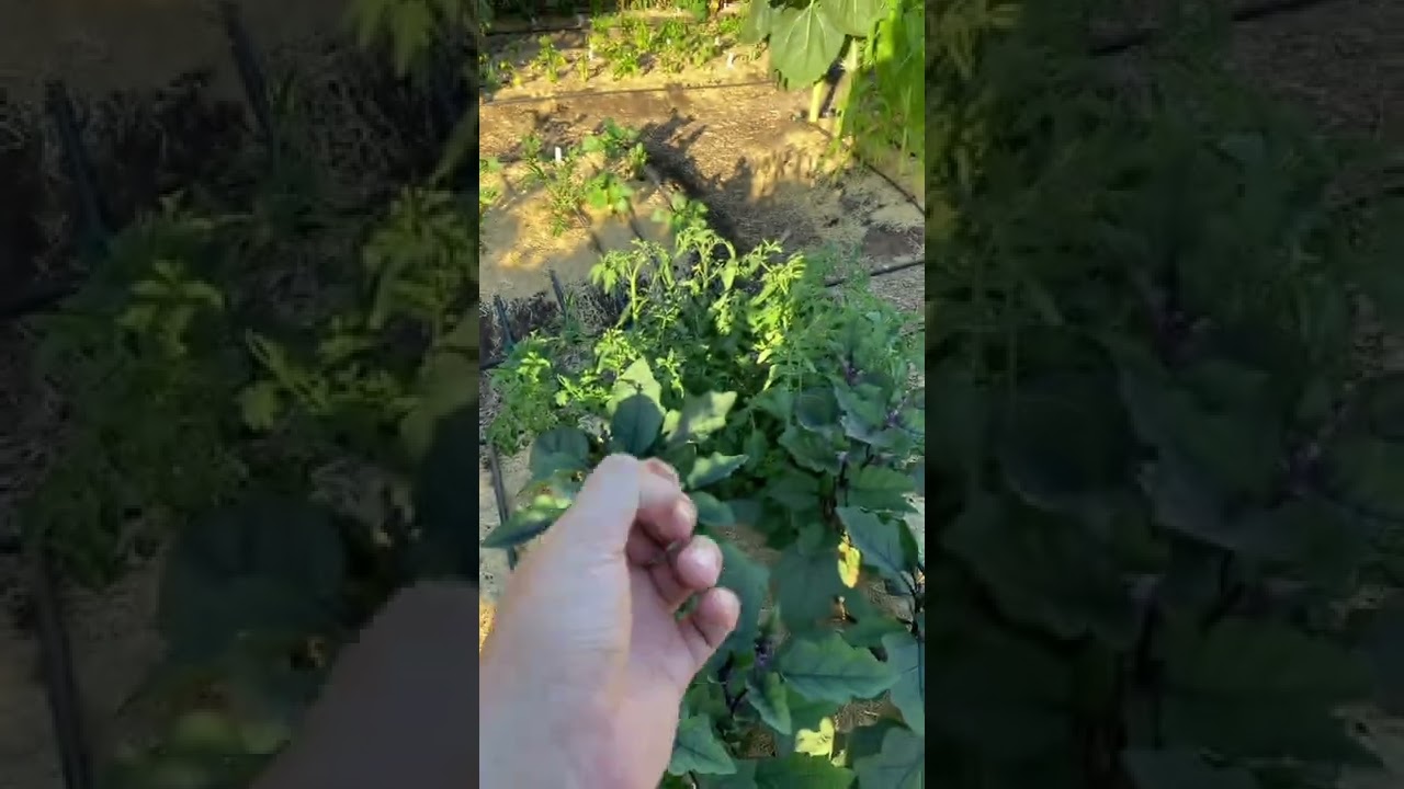 cannabis seeds