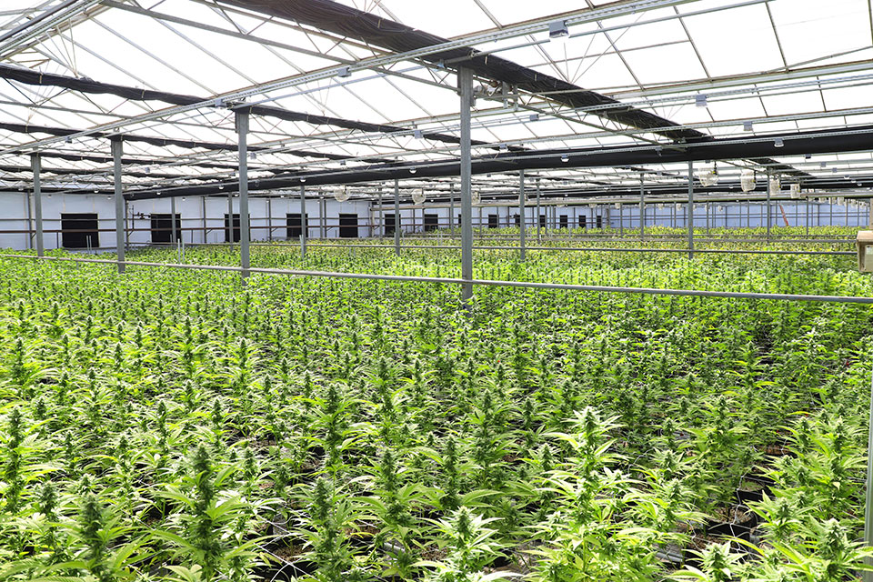 Sonoma County joins growing list of California localities rolling back cannabis taxes