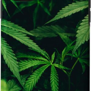 cannabis accessories growing