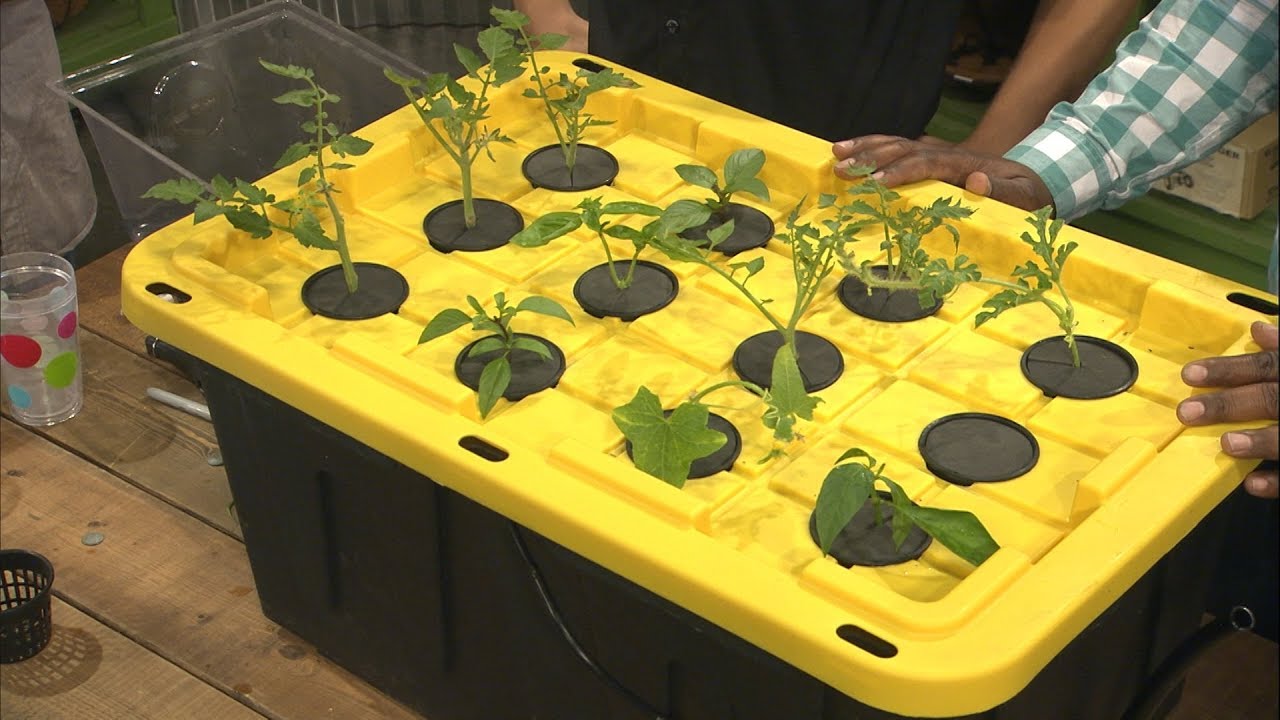 cannabis accessories growing