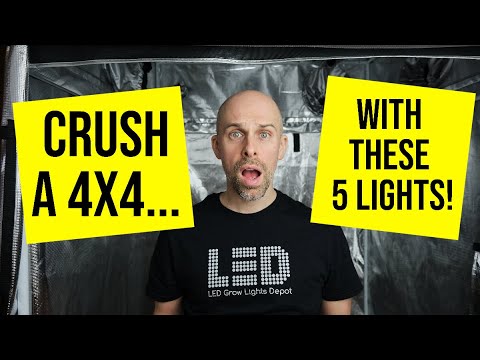 5 HIGH-INTENISTY LED Grow Lights to CRUSH a 4x4!