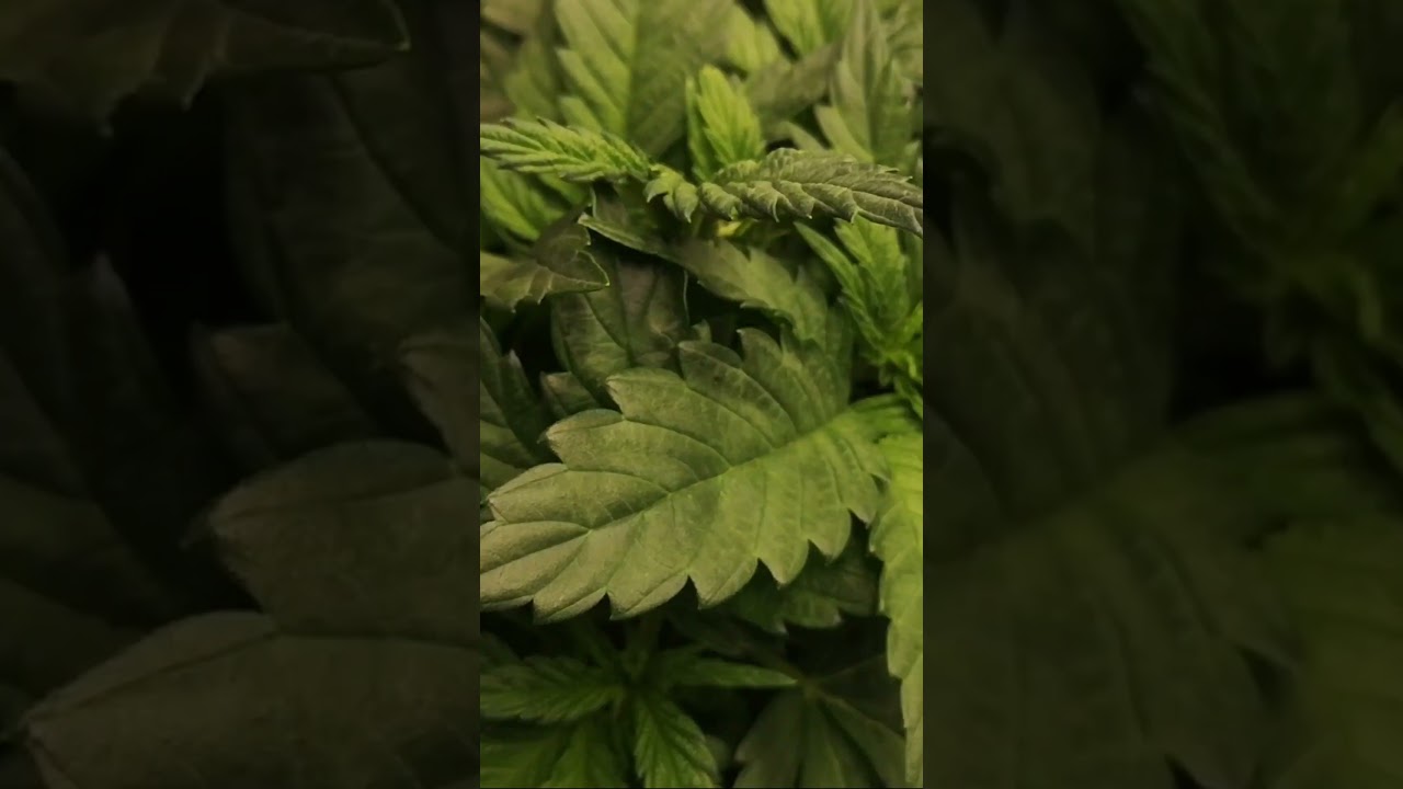 Seed to Harvest in 30 Seconds: Bubble Gum Strain on Living Soil | Hip-Hop Grow Time-Lapse