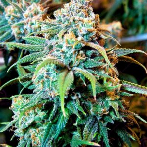 cannabis art