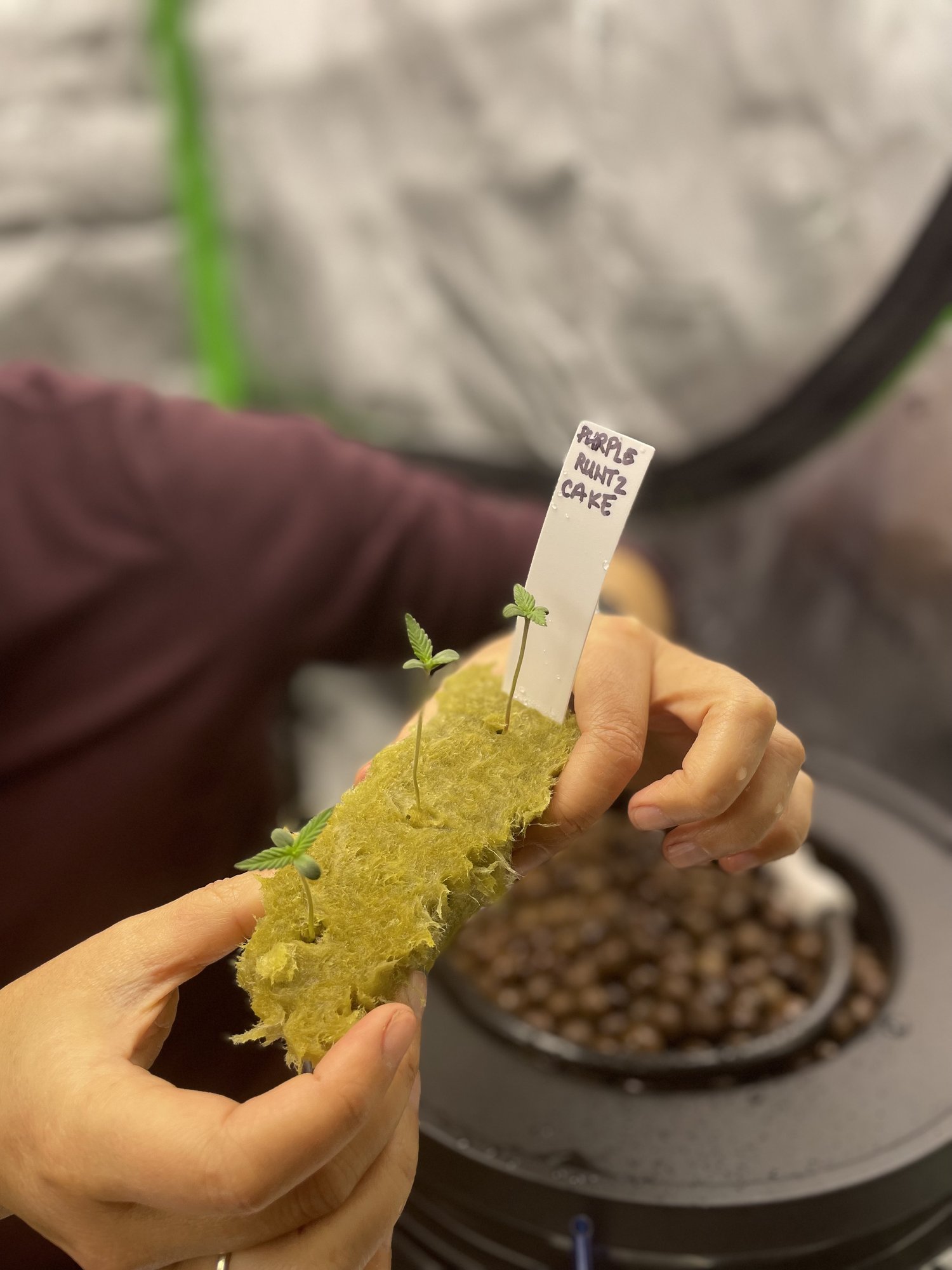 Cannabis Indoor Growing Class - Germination